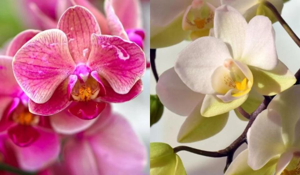 ������� ������, ������� ��������: ��� ���������� ������ ����� ������� � ��������� �� �������� ��������� ������ �����