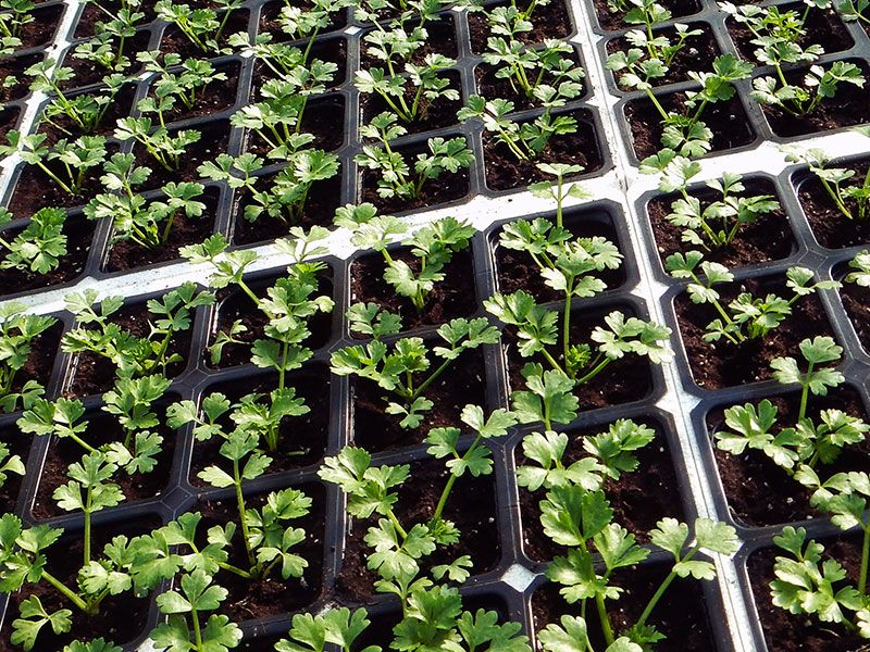 ��� ���������� ��������� �� ����� ��� ������ ������