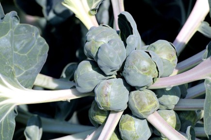 ��� ������������ ������� ���������� ��������� �� ���� � ������ ������