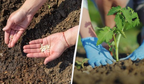 ��� ����� ������: ��� �������� �� ������� �� ����� ���