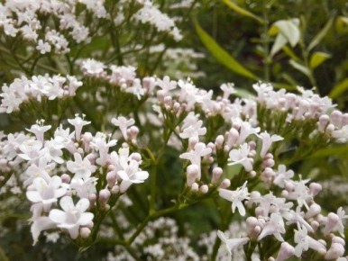 Почему валериана в саду оказалась опасной для котов и большая часть растений остаётся в итоге вне сада