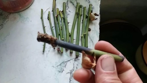 ������ ������� ���������� ������� � ��� �������� ��������� ����������