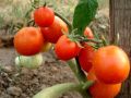 Томат Орлик: спокойный взгляд на раннее плодоношение и простоту ухода