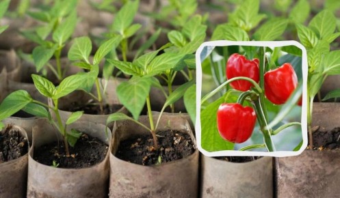 ������� �����������: ����� ����� ����� �� ������� � ��� ��������� �� �������