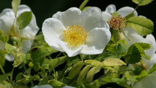 ������ ������� ���������, ��� ���� ������������ � ��������: ������� � ������� �������