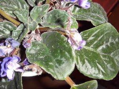 ����������� ��� �� ��������� ���������: ����������� ������ ������ � �������� ��������