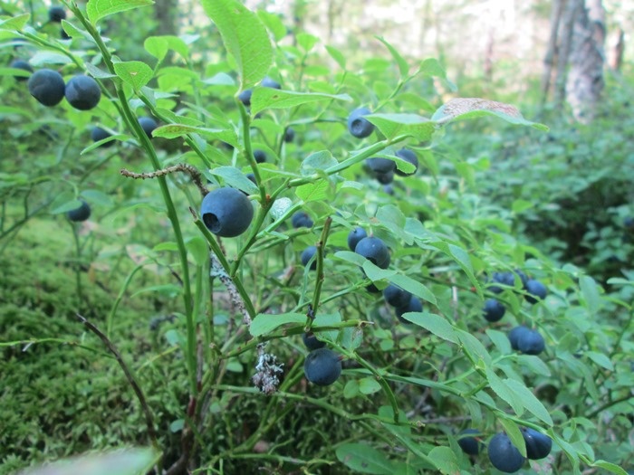 Черника: неожиданная польза и секреты сбора
