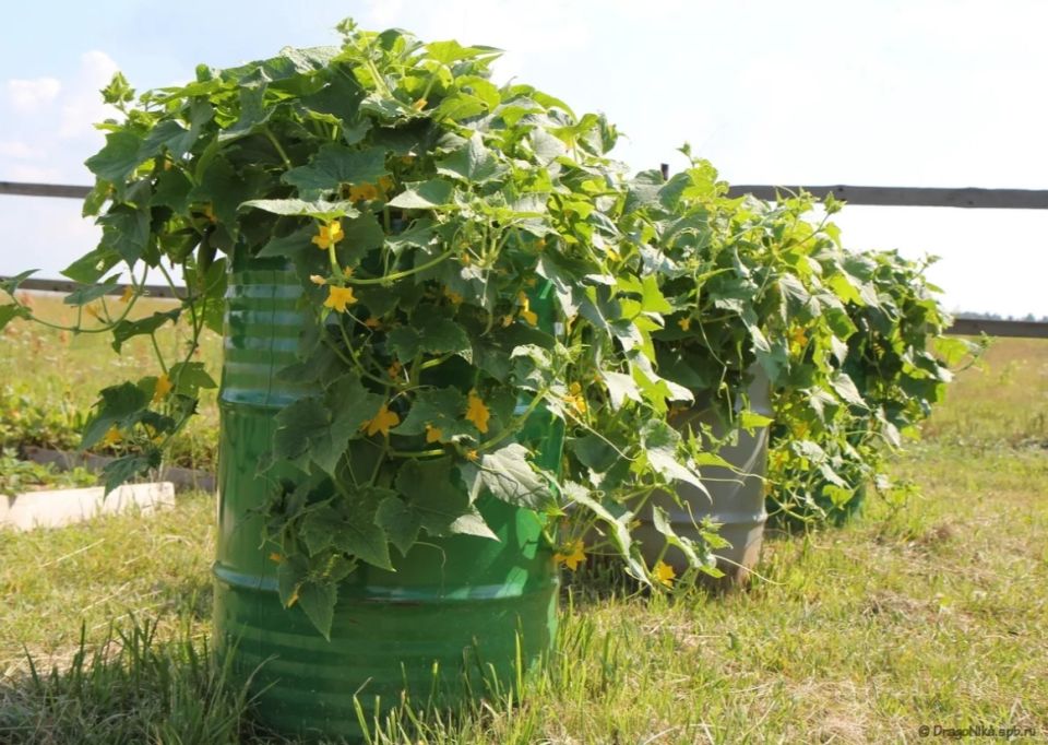 ��� �������� ������ ��� ����������� �������: ������� ������� ��������� ������