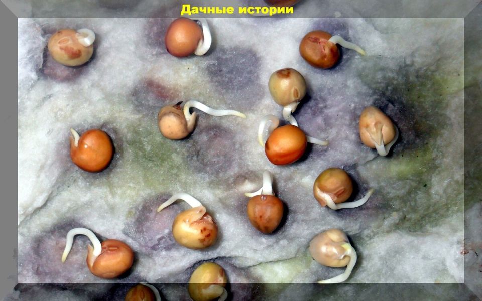 ��� ����������� ������: ����� �� ��� ������ � ������� �����?