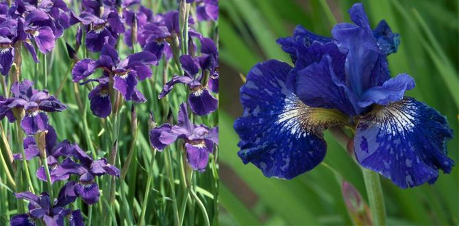 ������ ���: ������� ����� ��� ���������� ���������