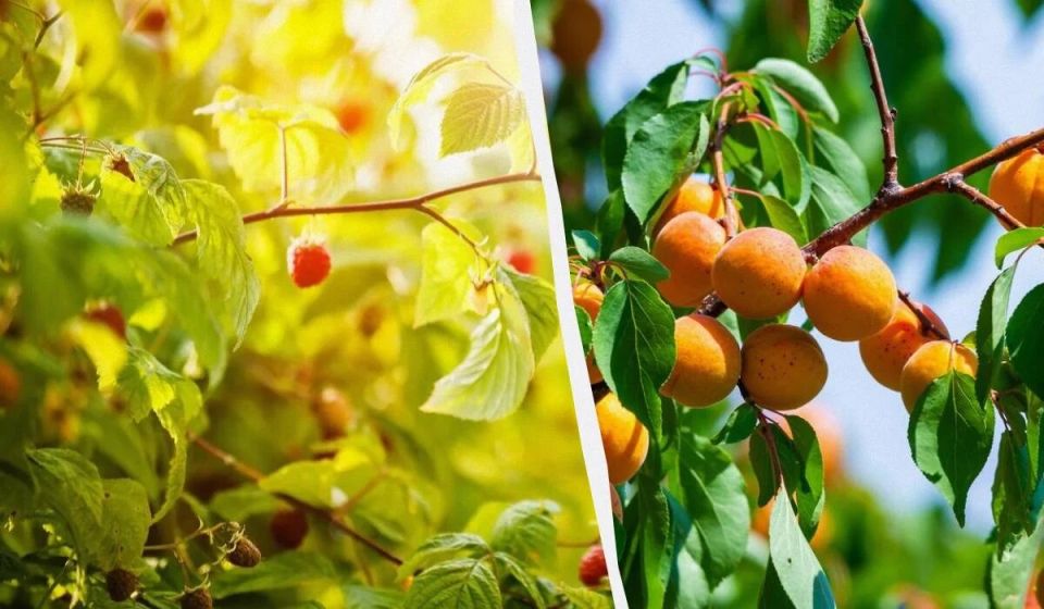 �������� �������: ����� � ��� �� ��������� ������