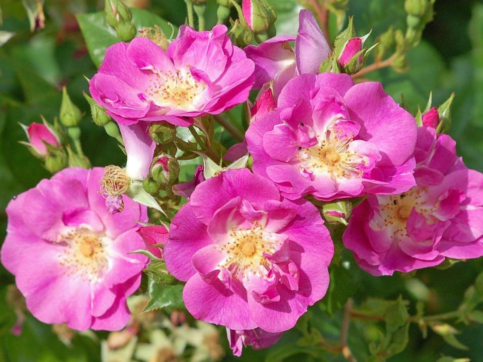 ���� ���, ������� ���������� ��� ���