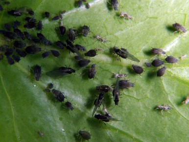 Эффективные методы борьбы с тлёй: от химии до народных рецептов