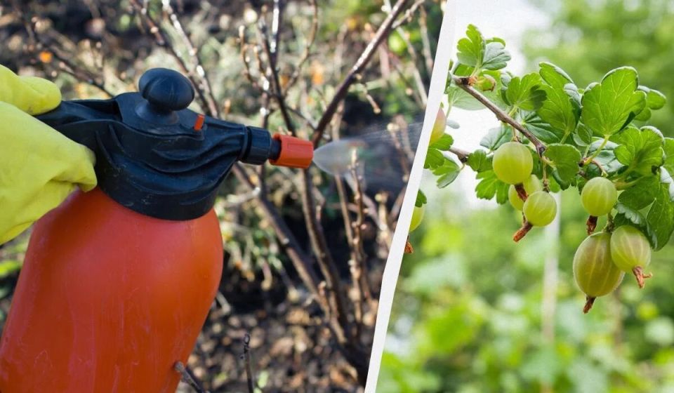 ��� ��������� �� ����������� ������: ��� ����������� ������� ��� ����������