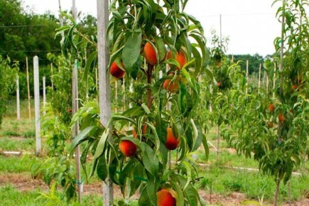 Золотой триумф: идеальный выбор для вашего сада