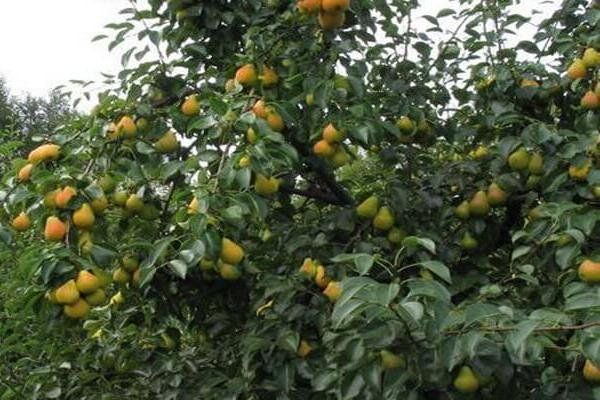 ����� � ������ �������������� ����� ���� � ������� �������