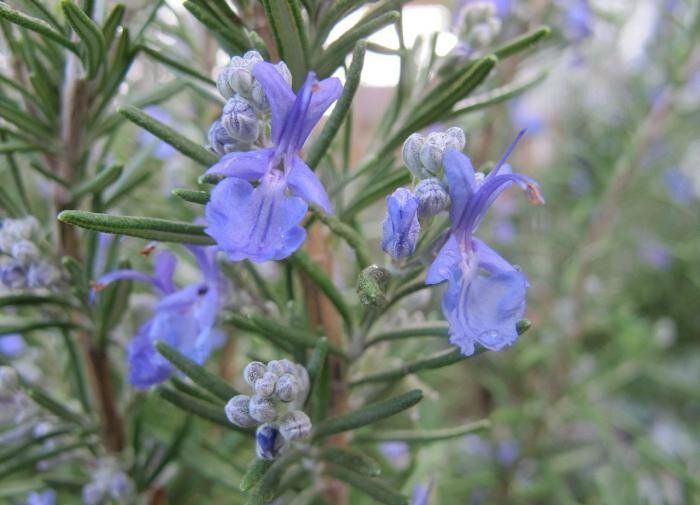 ��� ��������� ��������� �� ���������� ��� �������� ������