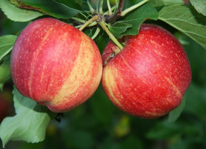 ��� ��������� ������ ������� �� �����: �������� ������������