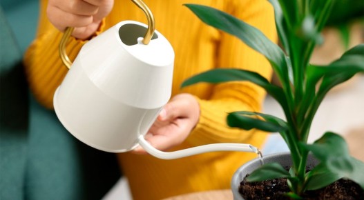 Растения, которые любят воду: как ухаживать за зелеными друзьями