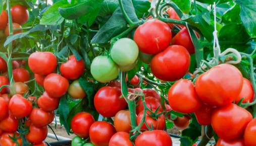 Как добиться богатого урожая томатов с минимальными усилиями