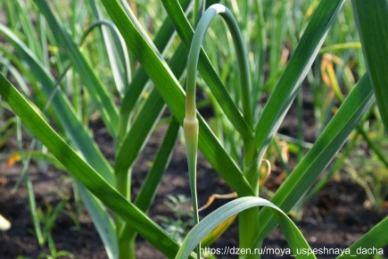 ������ ����� ��� �������� ��������� �������: ������ �� ��������� � �����