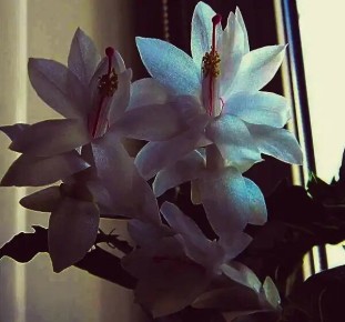 ����������� ����������� ����������: ��� ������� �������� ���������� ���