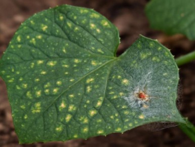 ��� ���� ������� ������� ����� ������� �� ���������� ����������� �������