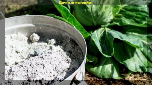 ����: ������������ ��� ����������� ���������? ������������ �����