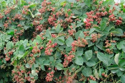 ������������ � ���������� ������� ��� ���: ��� ��������� ����� ��� ������ ������