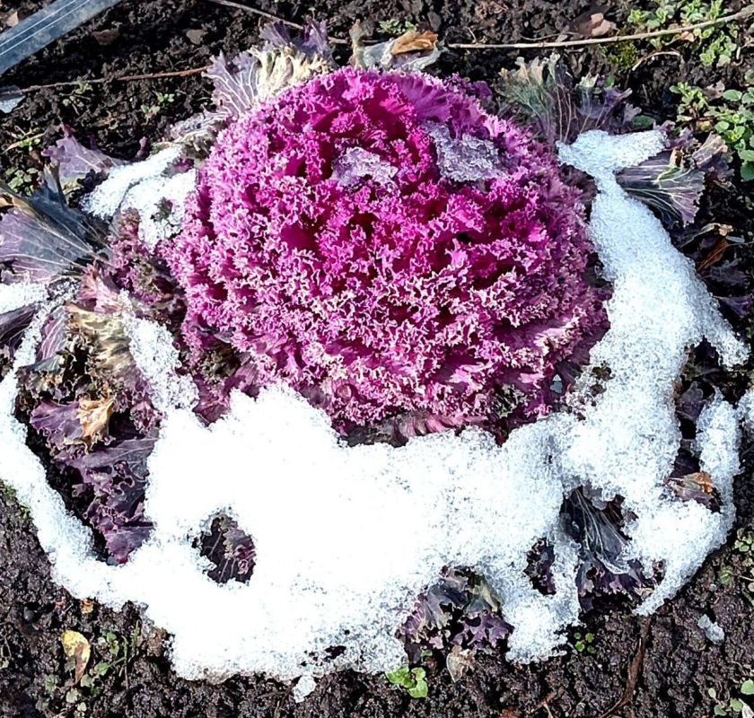 Фото Т. Шеходановой. Помню, в детстве дедушка приносил мне сладости и рассказывал, что это мне зайчик передал, а я так гордилась, что обо мне даже зайчики знают… С добрым утром!