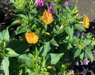 ������ ���������: ��� ��������� ��������� ��� ������ ����