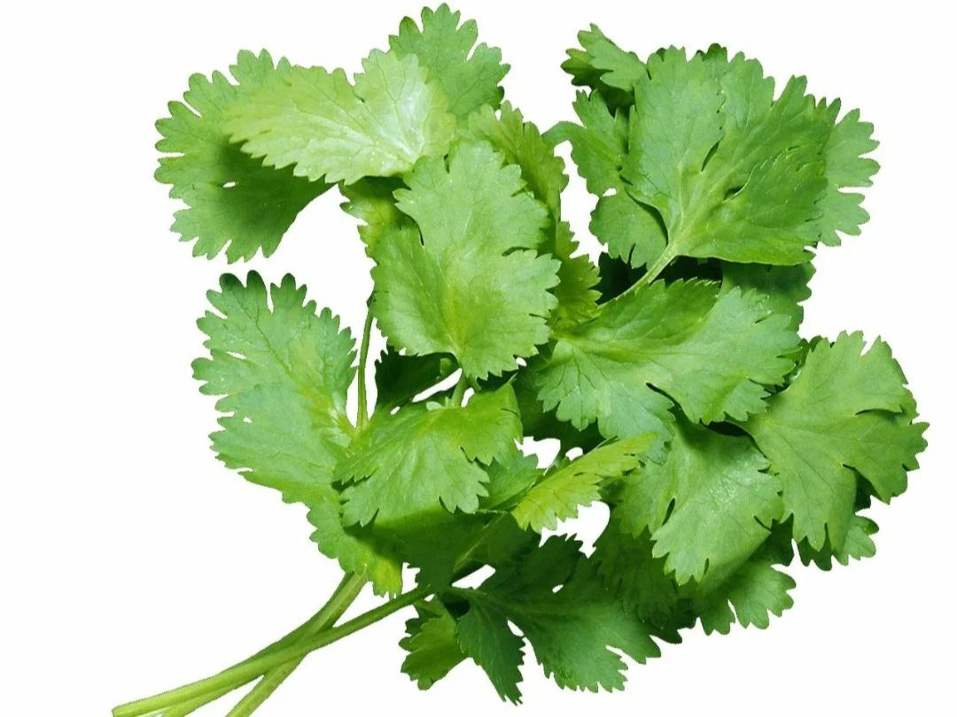 Почему одни любят кинзу, а другие её ненавидят: тайна вкуса