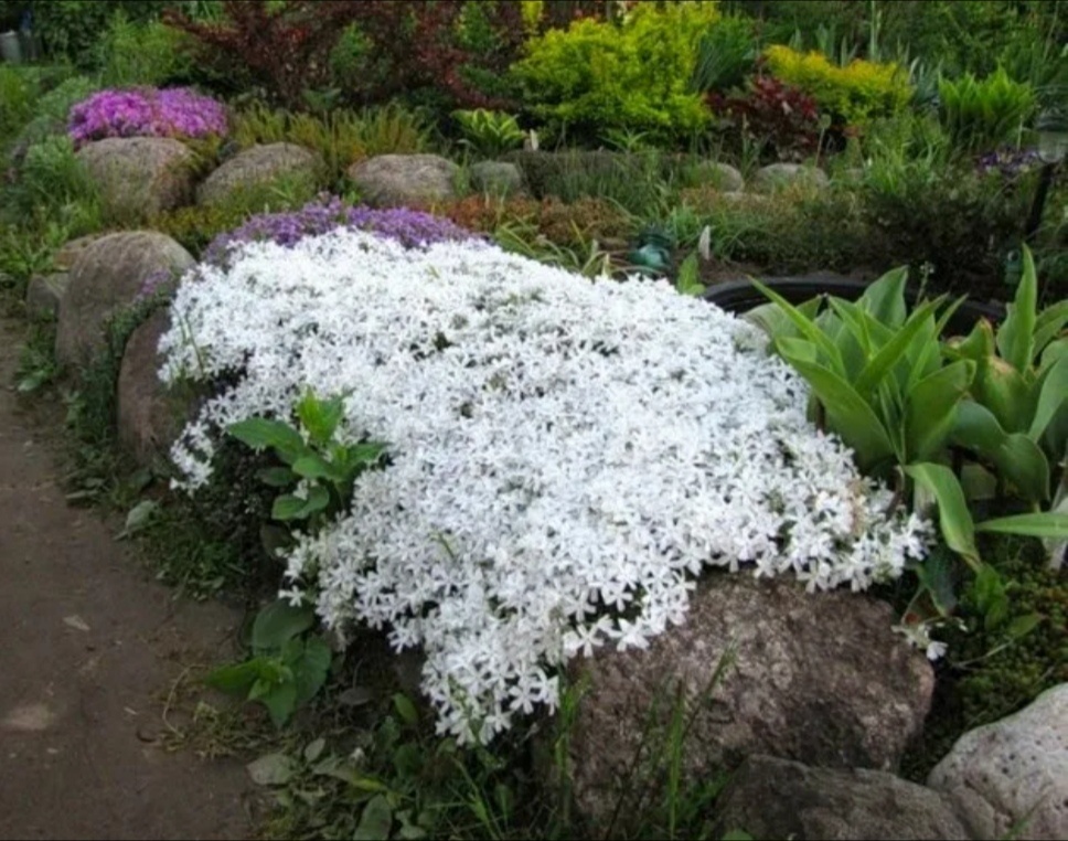 Эффектные миниатюрные цветы для вашего маленького цветника