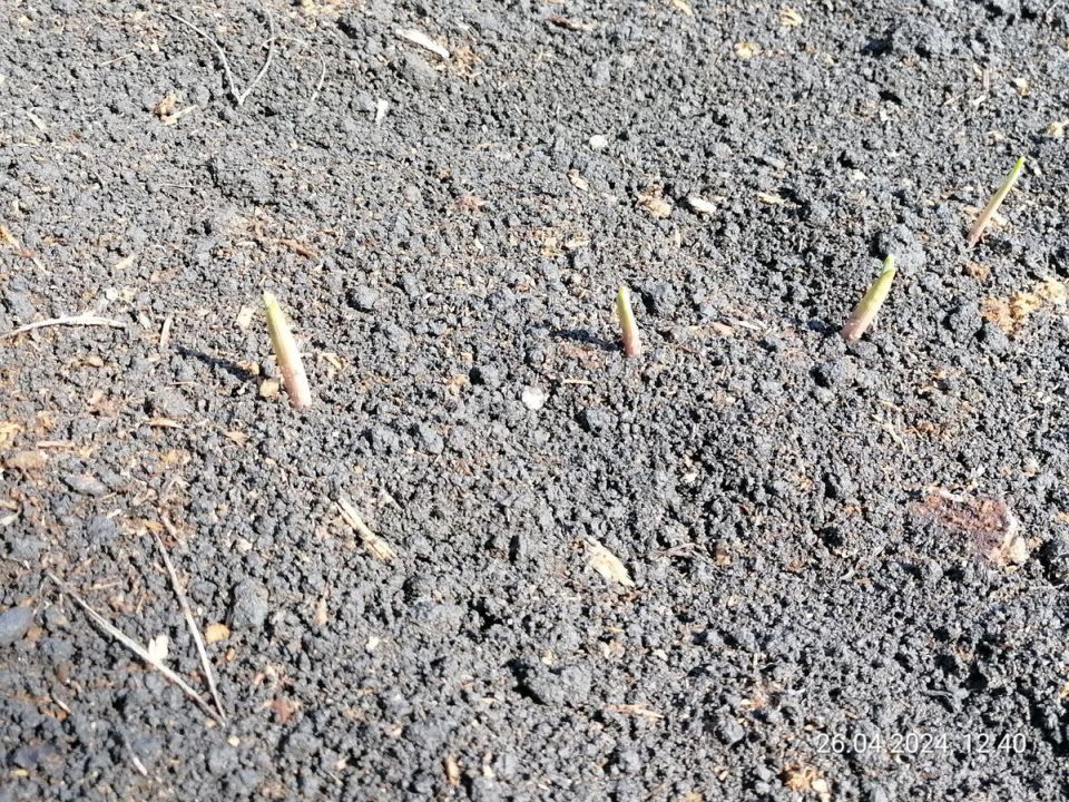 Сибирь замирает от холодов: как морозы повлияли на весенние растения