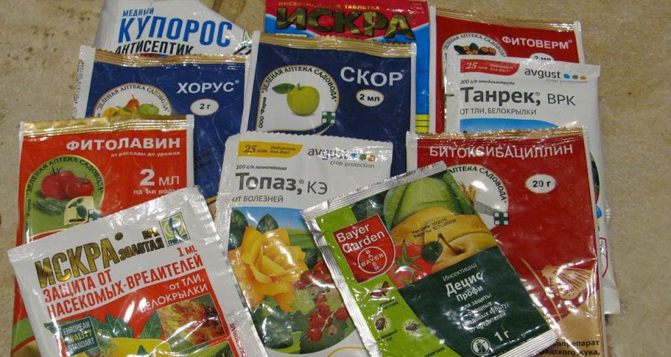 Как вырастить идеальную рассаду: советы для новичков