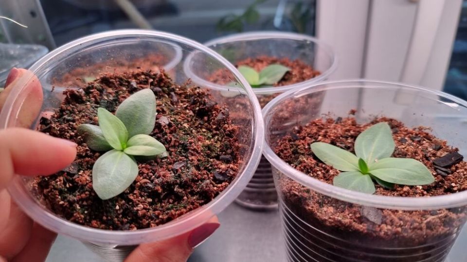 ����������� �������: ������ � ������������