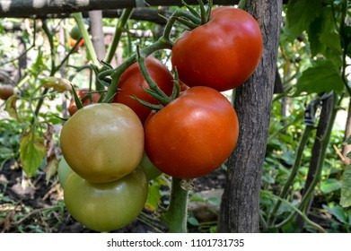 Томат Краснобай: мощный гигант для теплицы с впечатляющей урожайностью