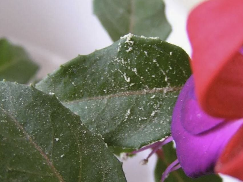 Все о белокрылке: выявляем и нейтрализуем угрозу