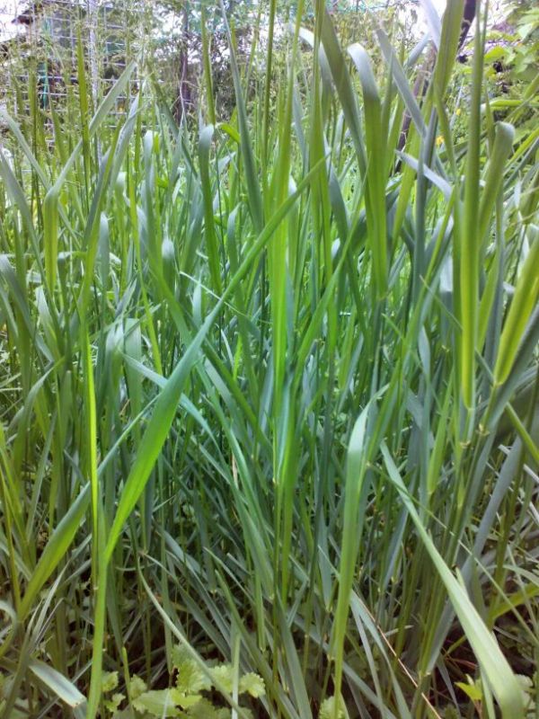 �������, ������� ����� ������: ����������� ������ ������ ����