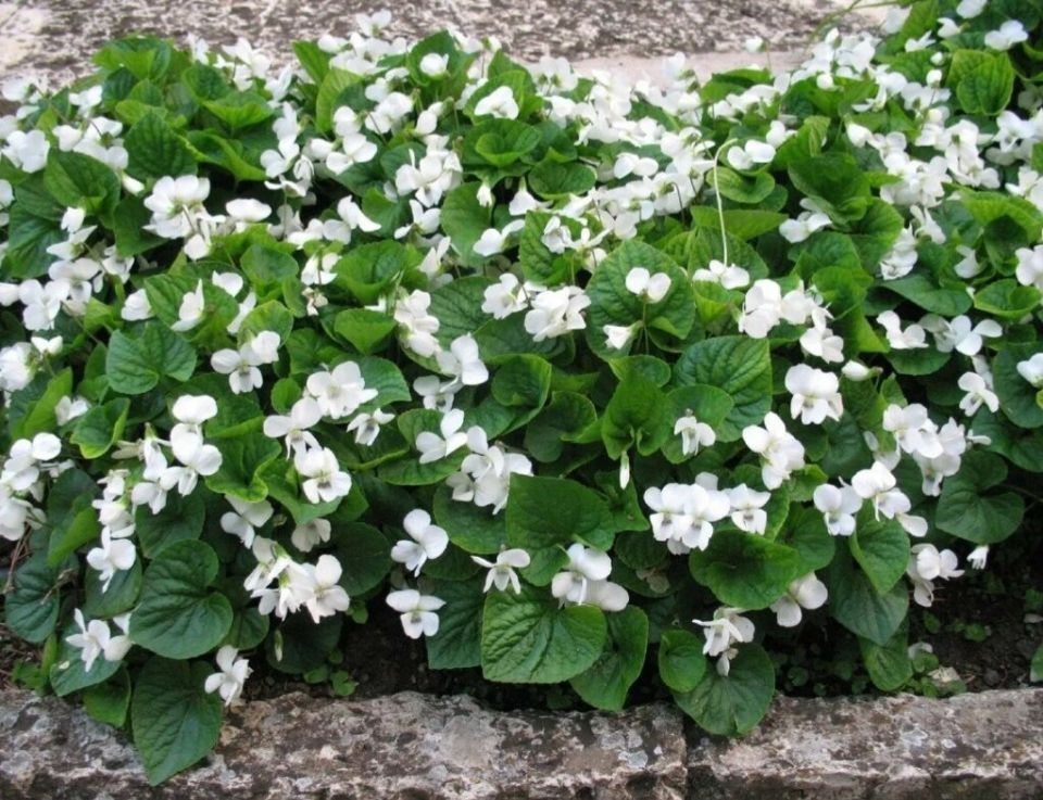 ��� �������� ������� ������ ����: ��������� ��������-����������