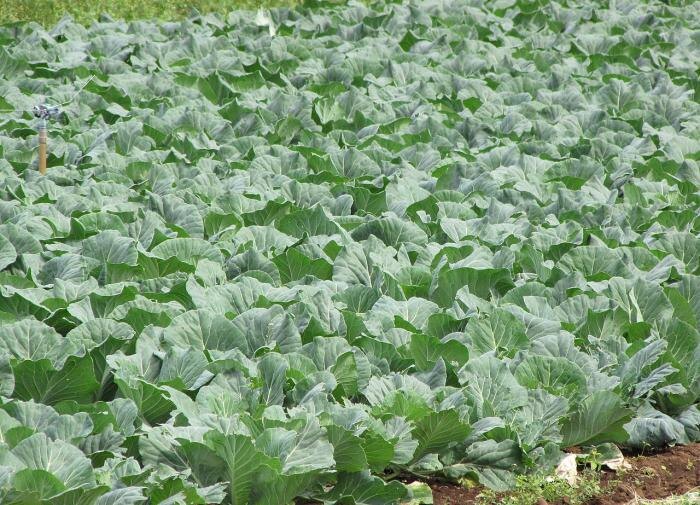 Сорта капусты, которые переживут зиму: узнайте, как выбрать лучшие для хранения