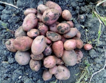 Как правильно выбрать картошку для посадки: советы агрономов и основные ошибки