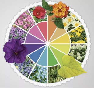 Цветник без хаоса: как создать идеальные цветовые сочетания для вашего сада