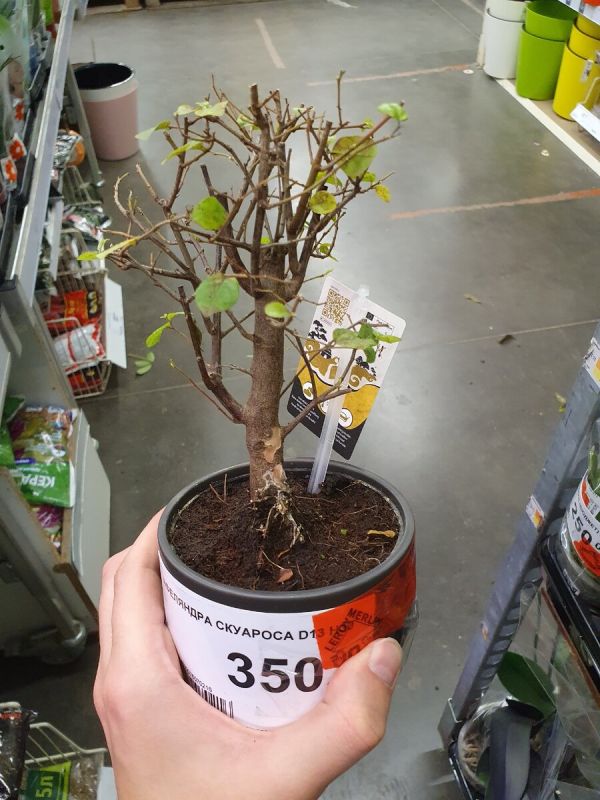 ���������� ��������: ����� �� ���������?