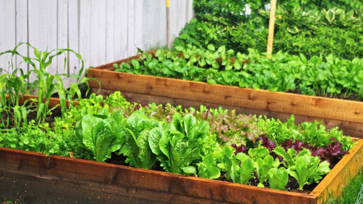 Минутные подкормки, чтобы зелень заиграла свежестью и ароматом