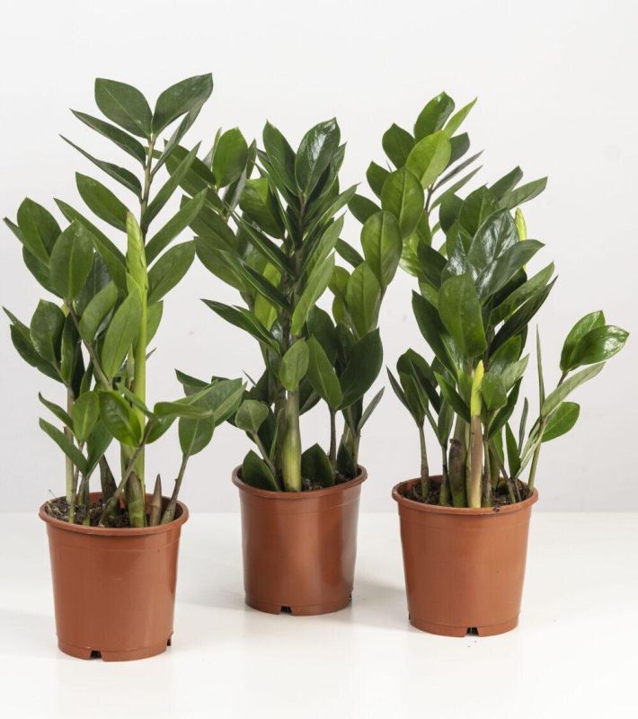 Почему желтеют листья замиокулькаса: 5 распространенных причин