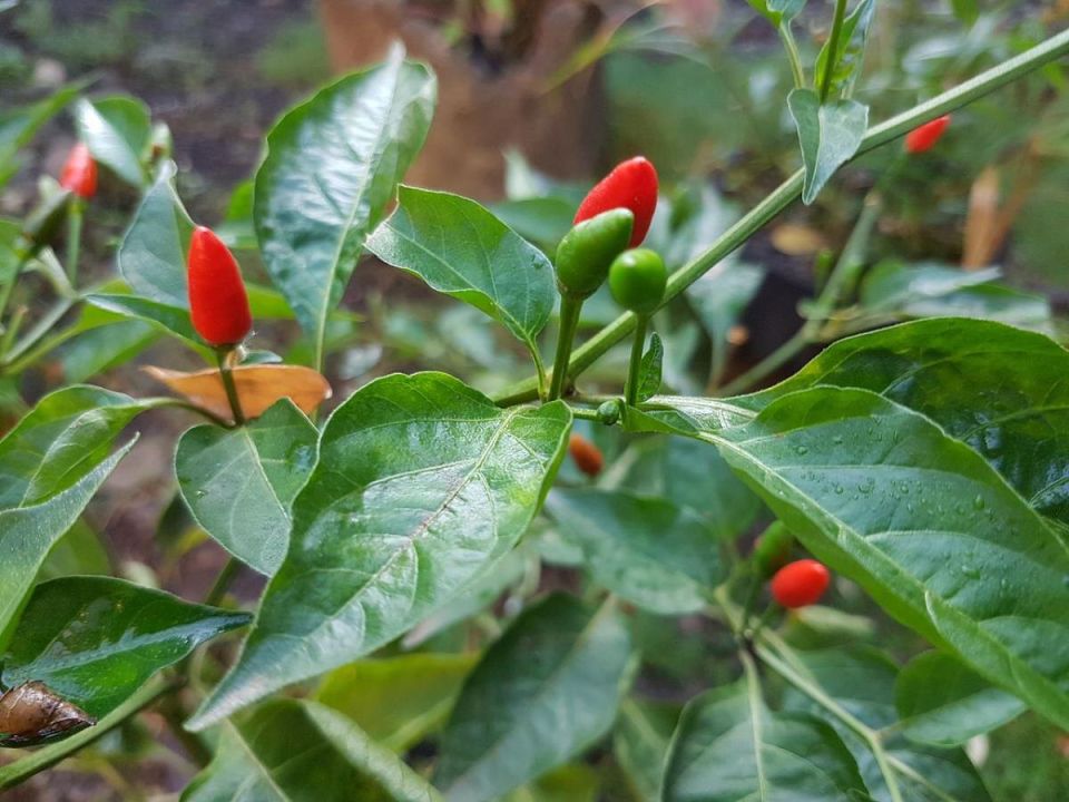 Перцы под угрозой: как избежать распространенных ошибок при их выращивании