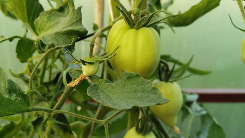 Как правильно высаживать томаты: избегайте распространённых ошибок