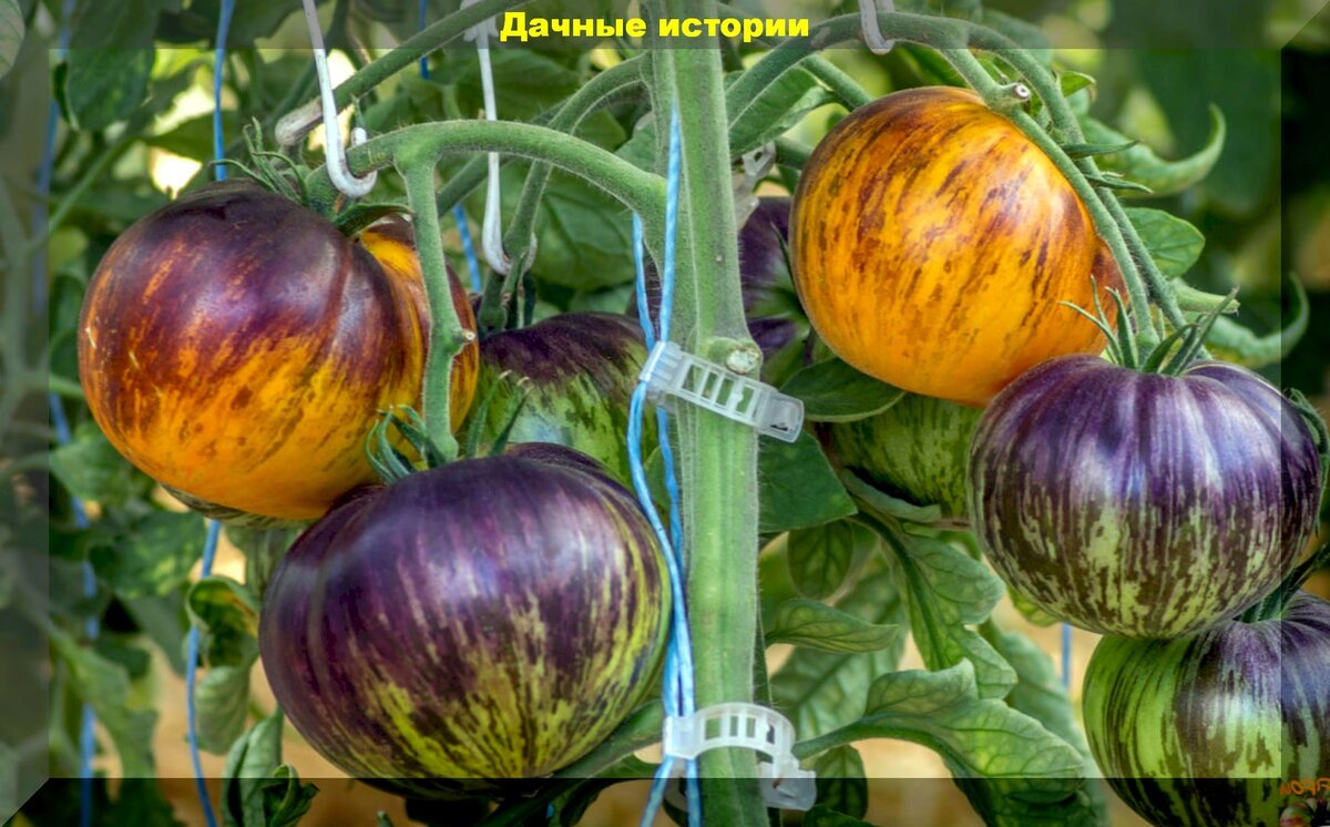 Невероятные томаты: восемь уникальных сортов для гурманов и садоводов