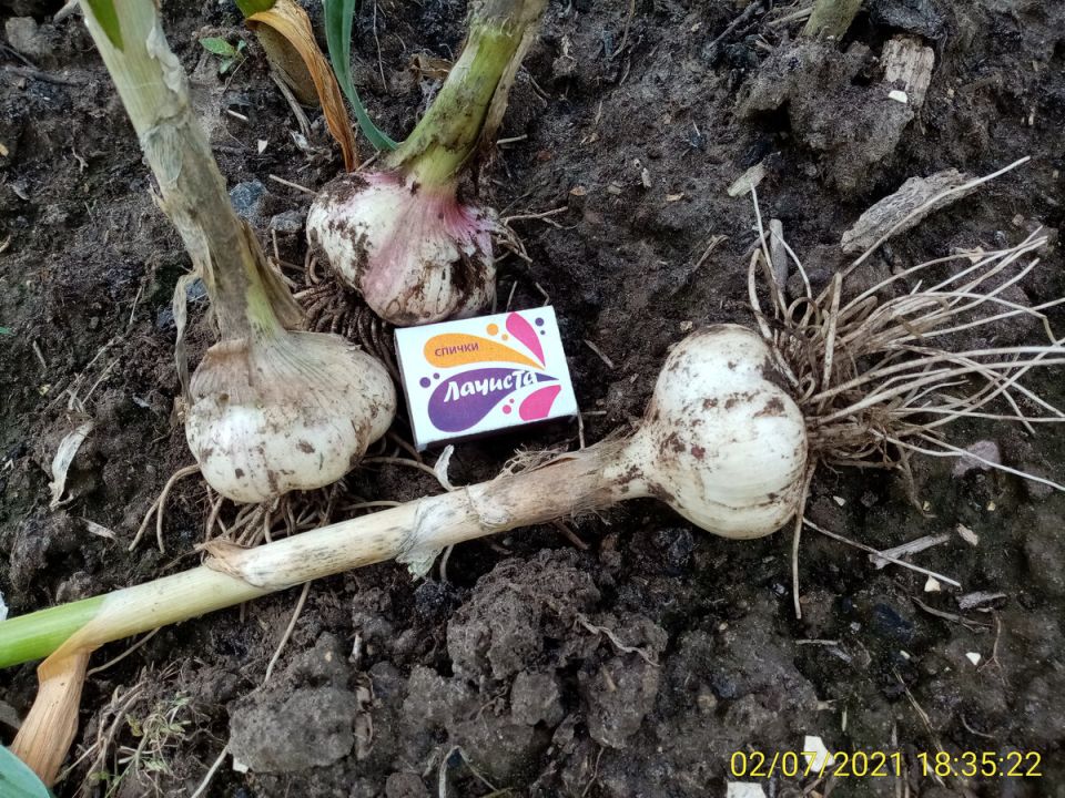 ��� ��������� ����������� ����� ��� ������� �������